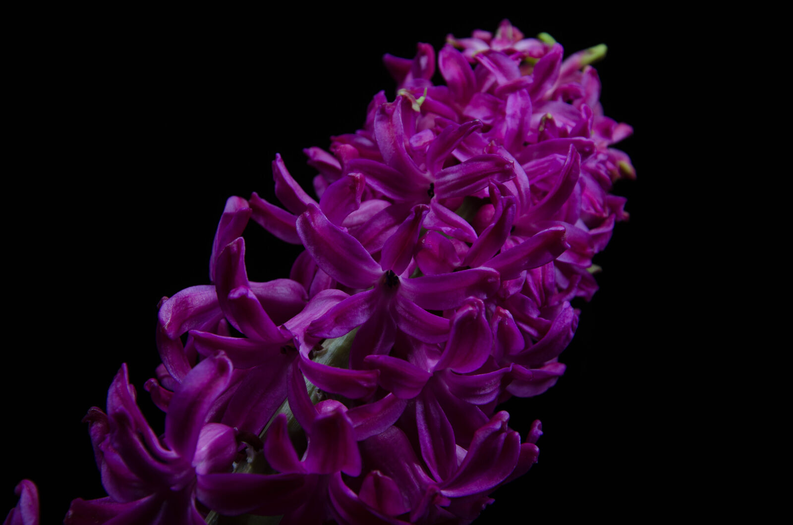 Nikon D5100 sample photo