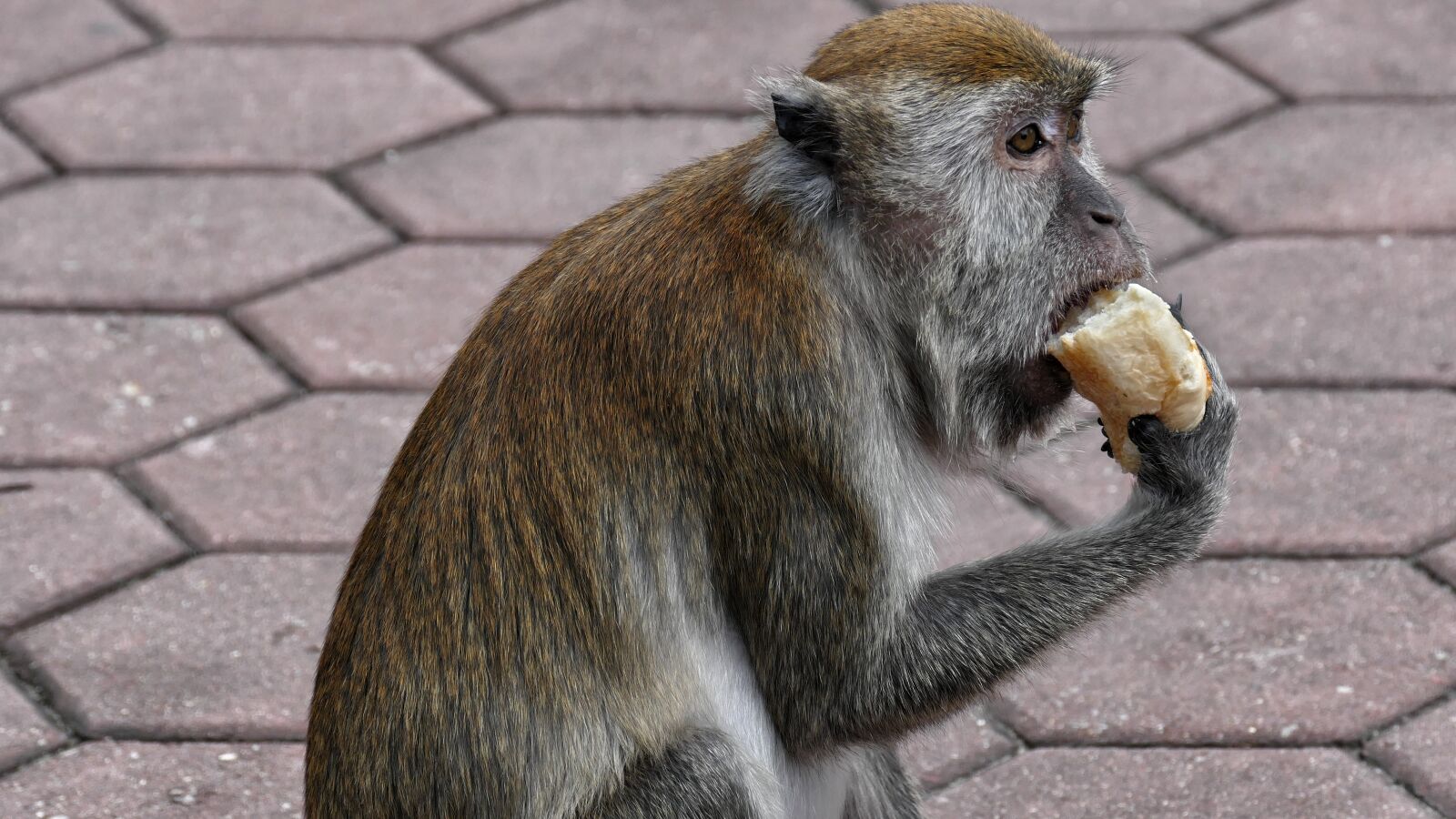 Panasonic Lumix DMC-FZ1000 sample photo. Monkey, well, yes photography