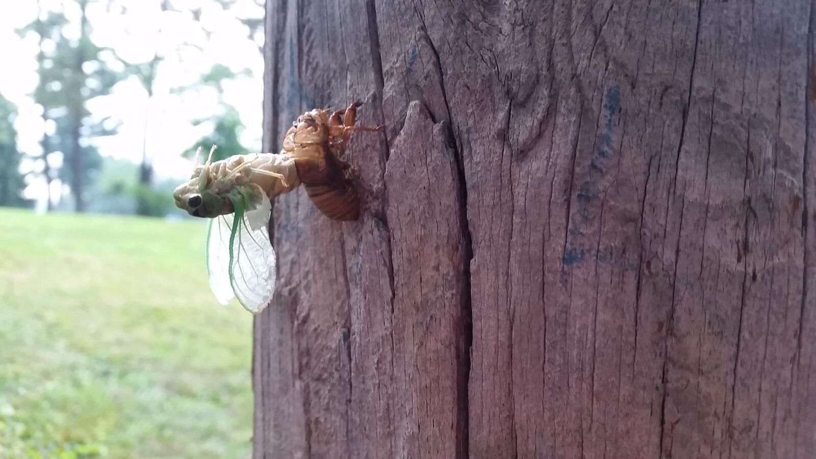 Samsung Galaxy S5 sample photo. Cicada, nature, insect photography