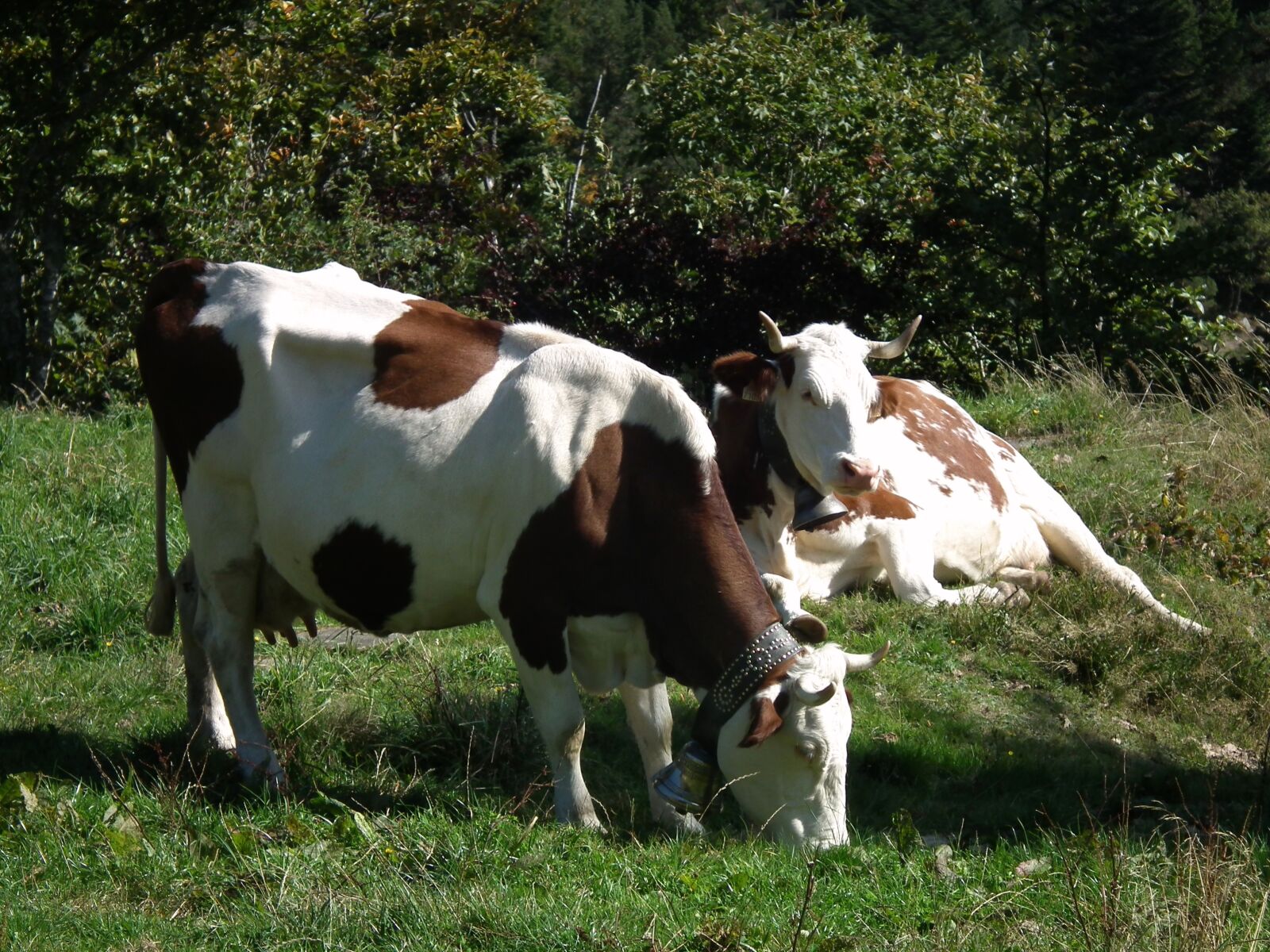 FujiFilm FinePix HS10 (FinePix HS11) sample photo. Cow, cows, beef photography