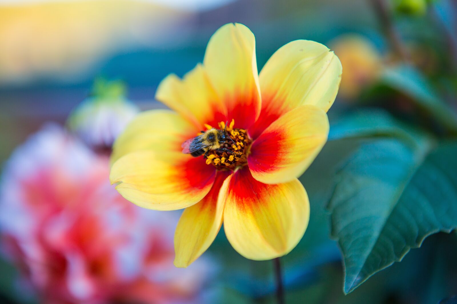 Canon EOS 5D Mark III sample photo. Bee, flower, insect photography