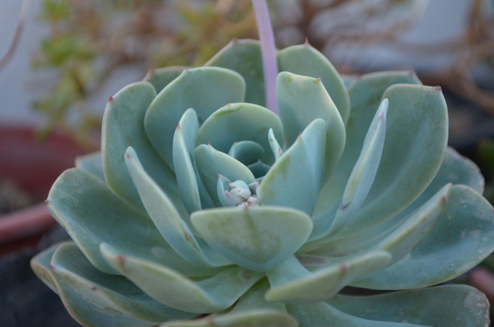 Nikon D5100 sample photo. Succulent, green, leaves photography