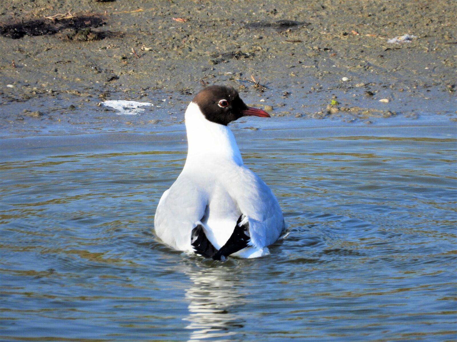 Nikon Coolpix P1000 sample photo. Black-headed gull, seagull, bird photography
