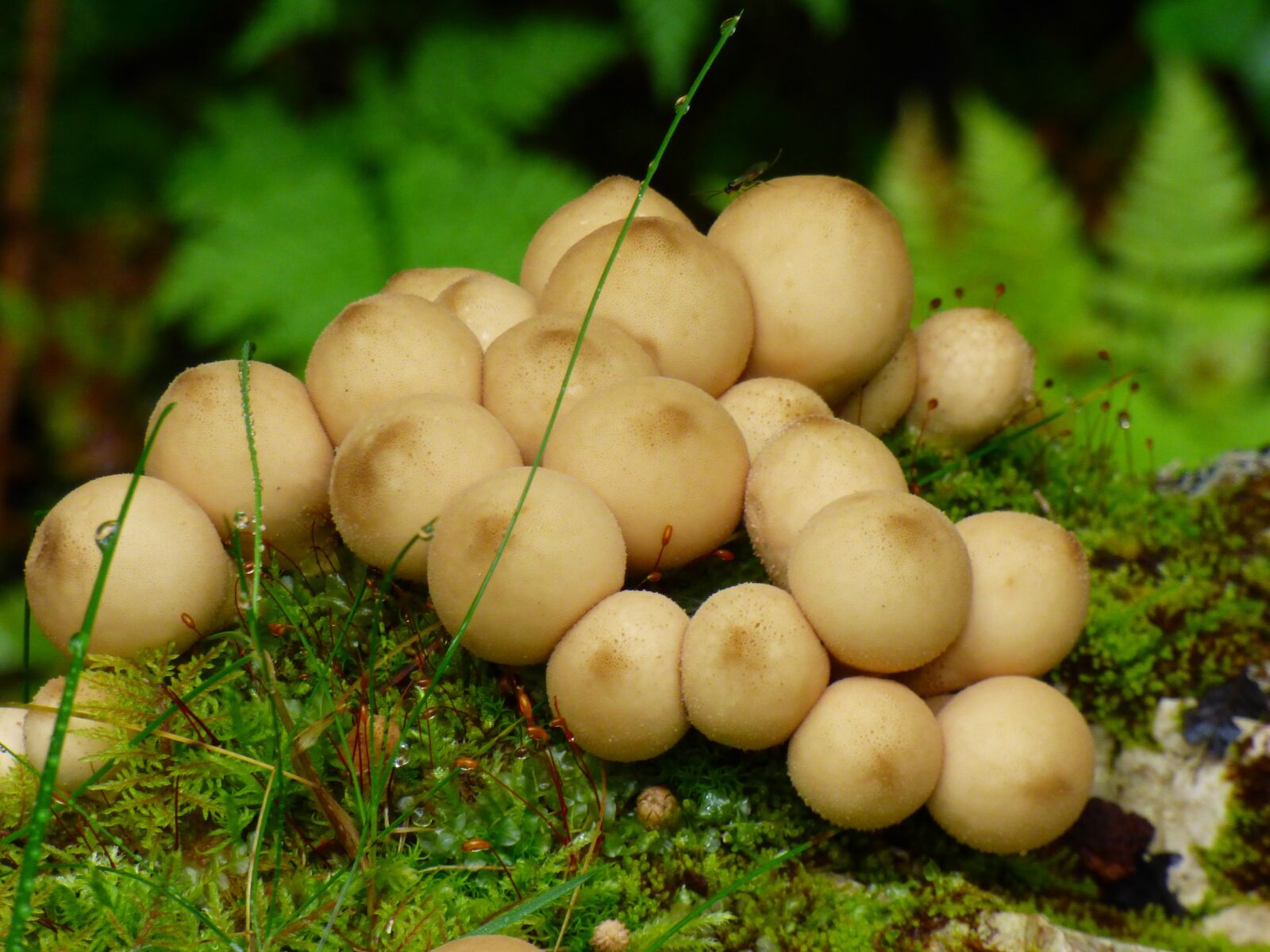 Panasonic Lumix DMC-FZ70 sample photo. Fungi, forest, mushroom photography