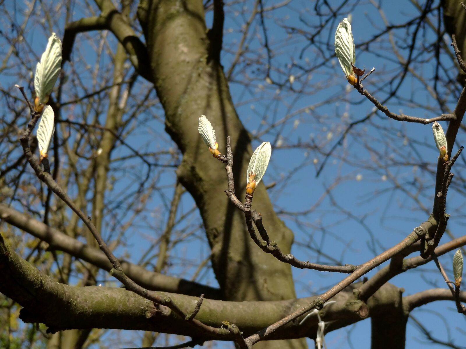 Sony Cyber-shot DSC-HX9V sample photo. Author, skibka, photo photography