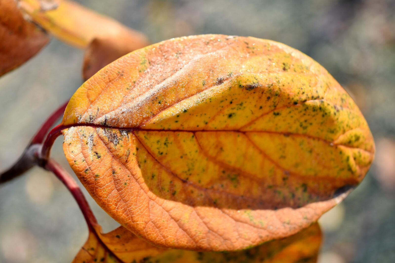 Nikon D5500 sample photo. Dry, frost, leaf, winter photography