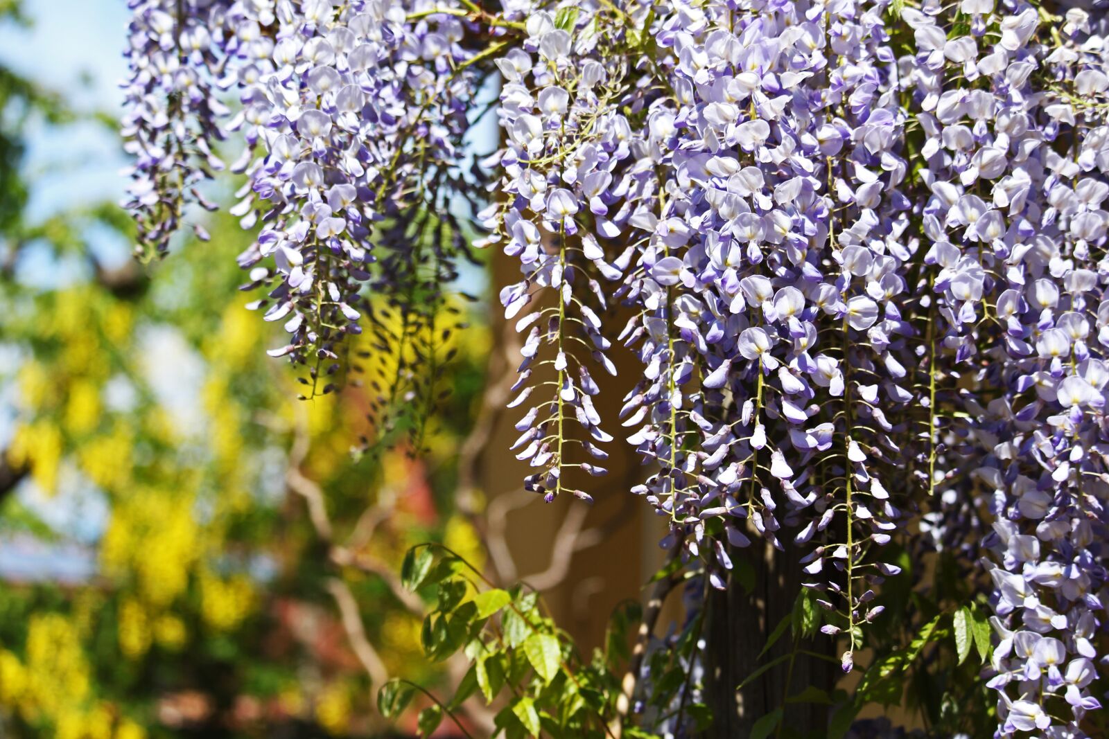 Canon EF-S 55-250mm F4-5.6 IS STM sample photo. Blue rain, creeper, laburnum photography