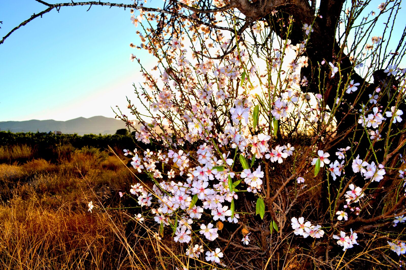 Nikon D3100 sample photo. Almond, blossom, flora photography