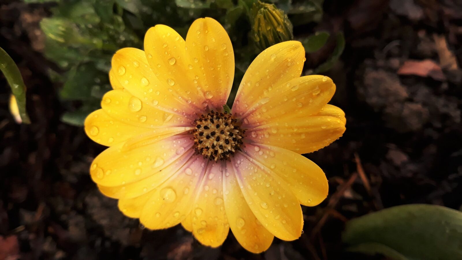 Samsung Galaxy J5 sample photo. Osteospermum, flower, nature photography