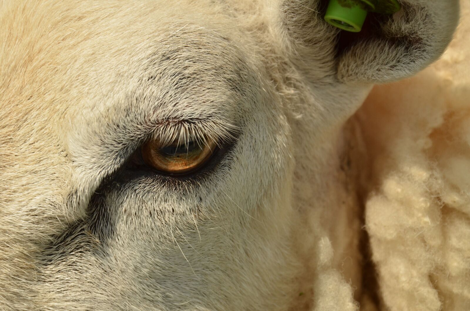 Nikon D7000 sample photo. Animal, mammal, sheep photography