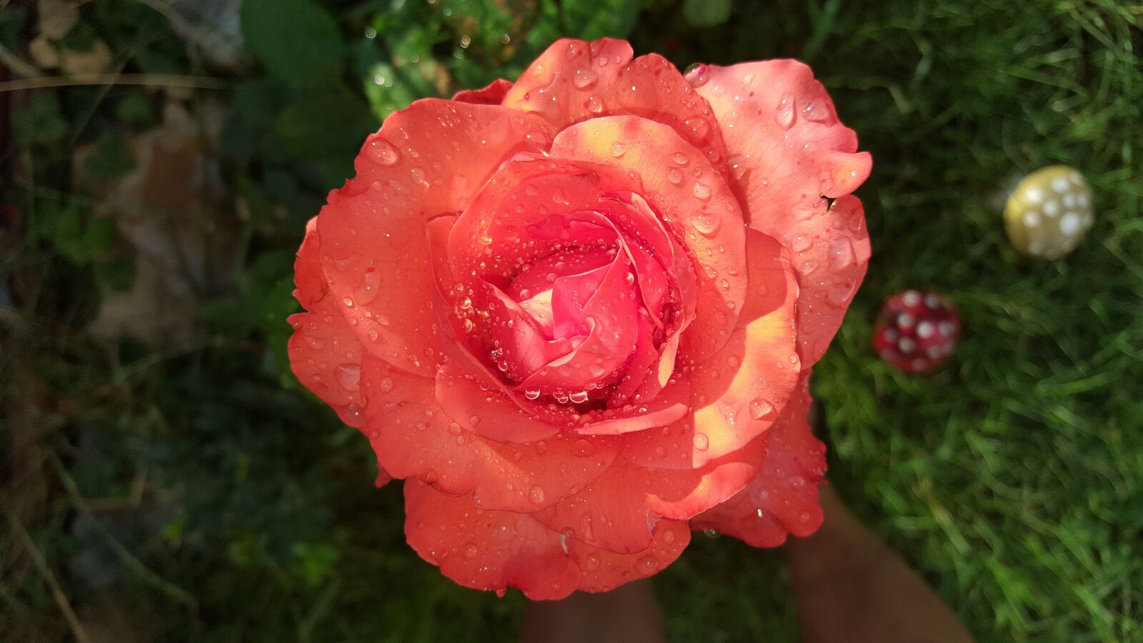 Samsung GALAXY S6 edge sample photo. Garden, rose, flowers photography