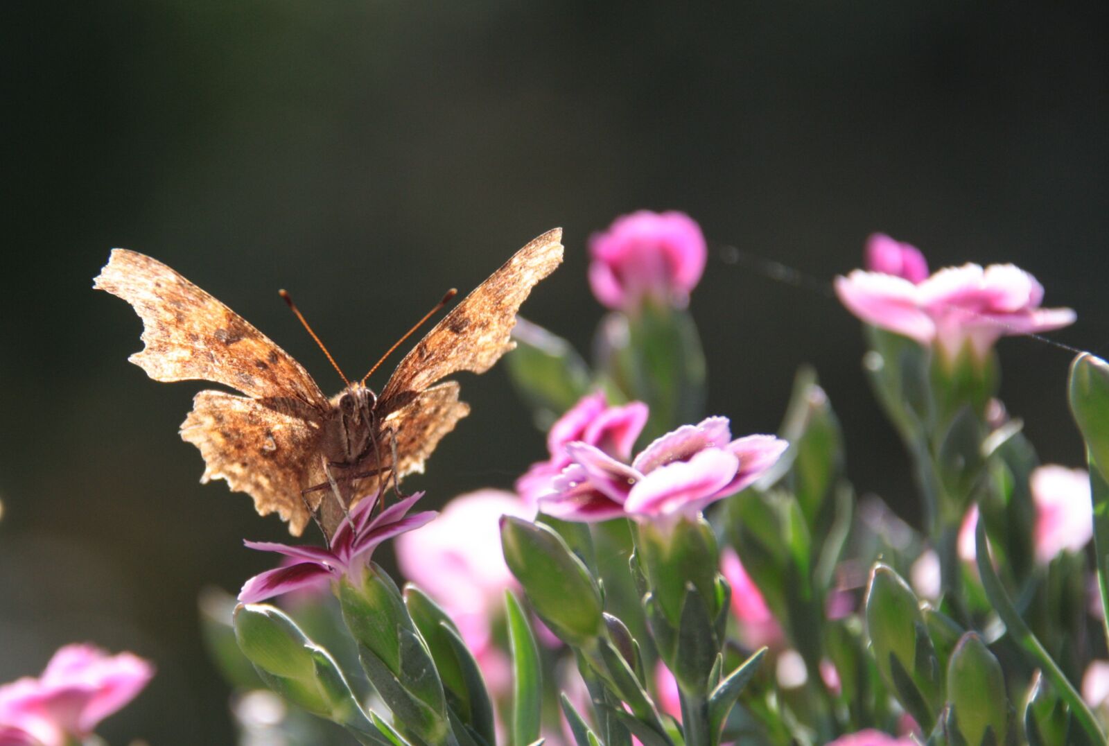 Canon EOS 1000D (EOS Digital Rebel XS / EOS Kiss F) sample photo. Butterfly, insect insects, wing photography