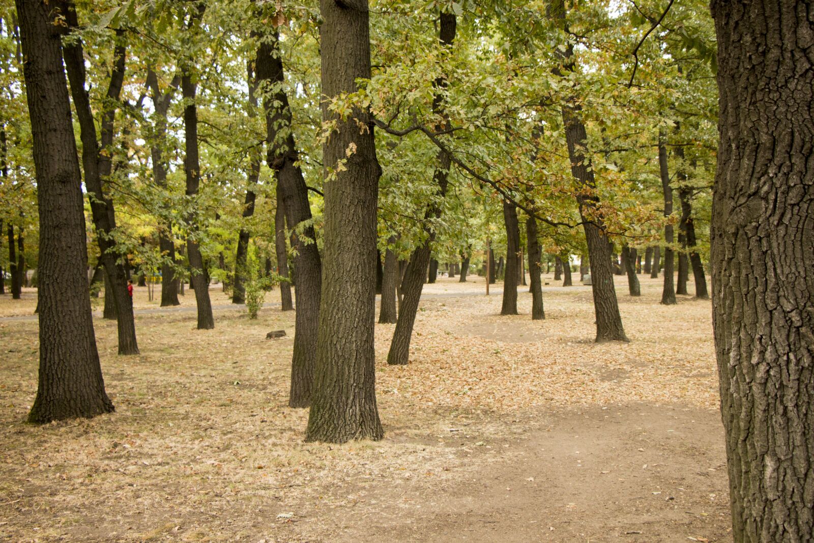 Canon EOS 70D sample photo. Park, trees, forest photography