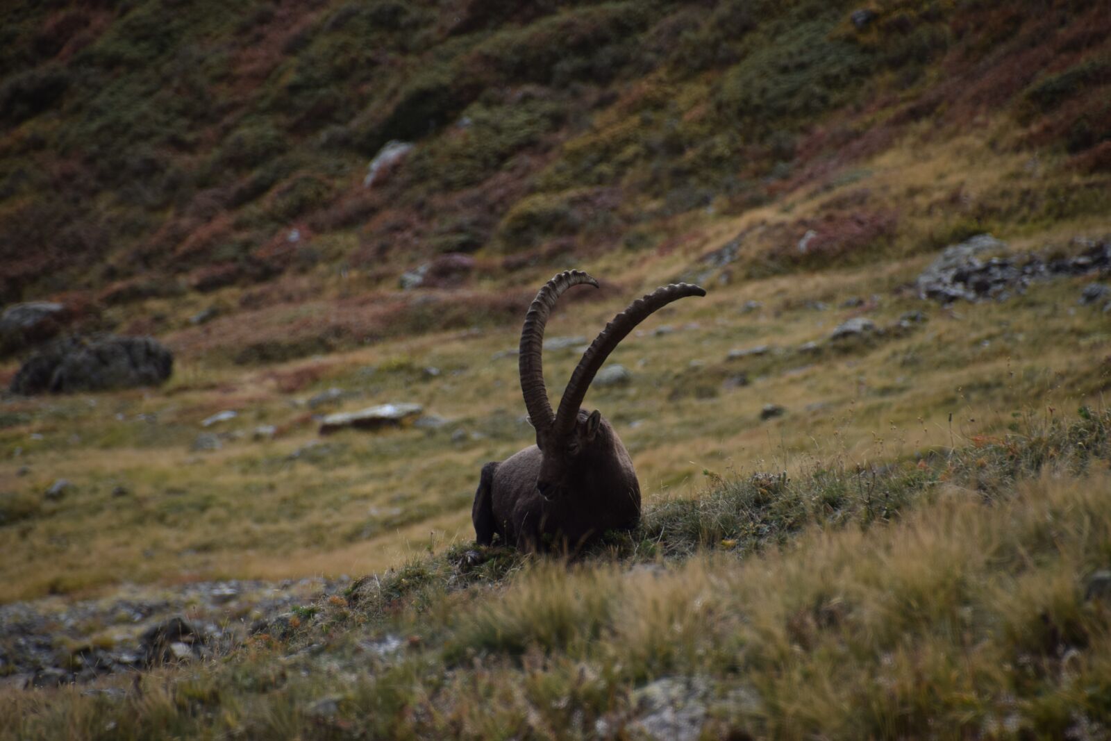 Nikon D5300 sample photo. Ibex, alps, vanoise photography