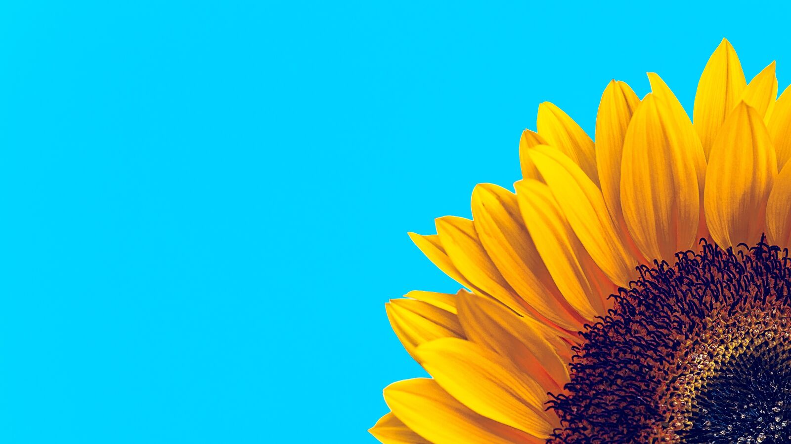 Sony SLT-A58 sample photo. Sunflower, flower, bloom photography