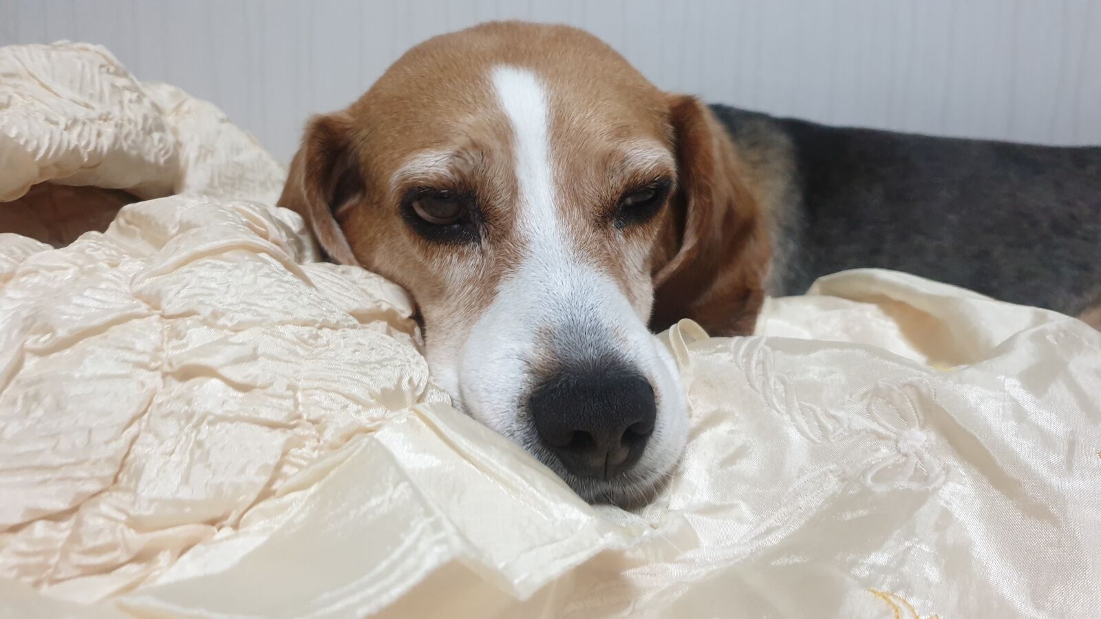 Samsung Galaxy S9+ sample photo. Beagle, navada, experimental dog photography