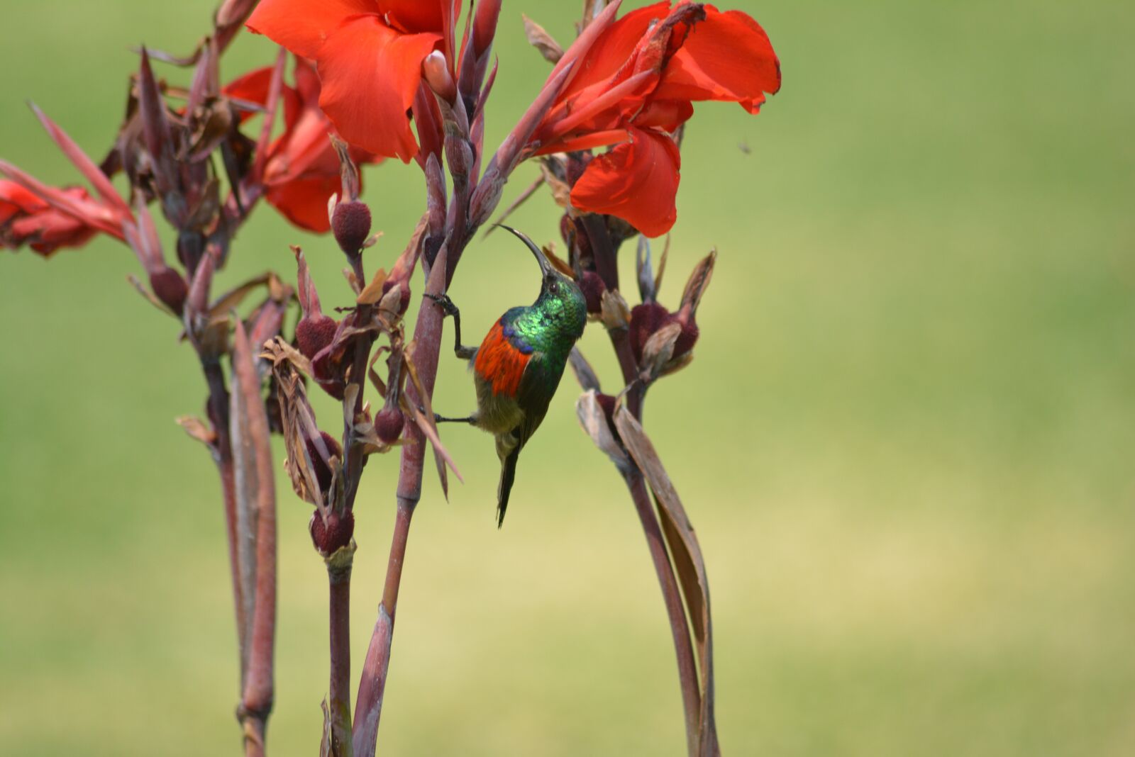 Nikon D5200 sample photo. Flower, nature, flora photography