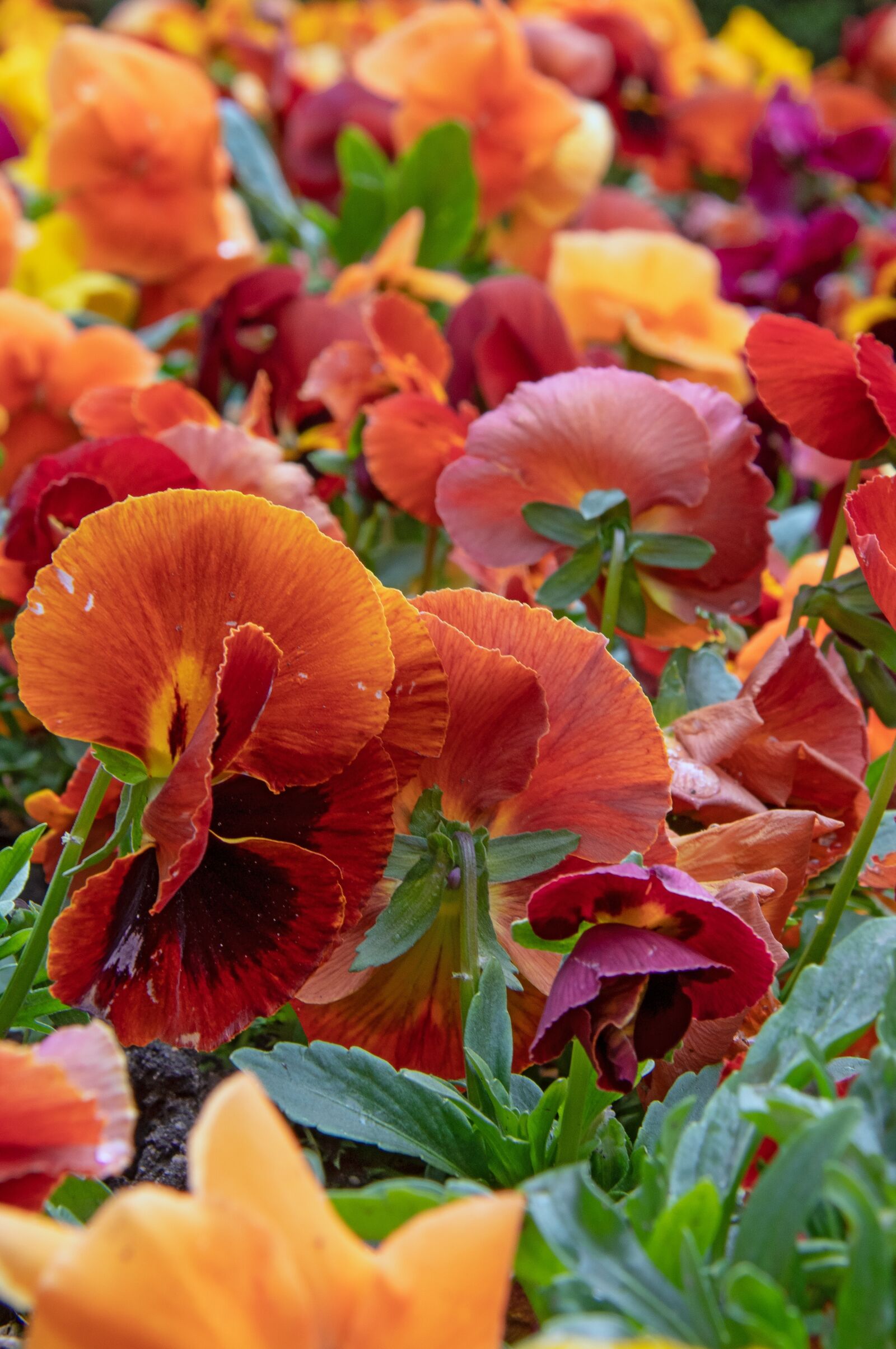 Nikon D3200 sample photo. Color, fresh, spring photography