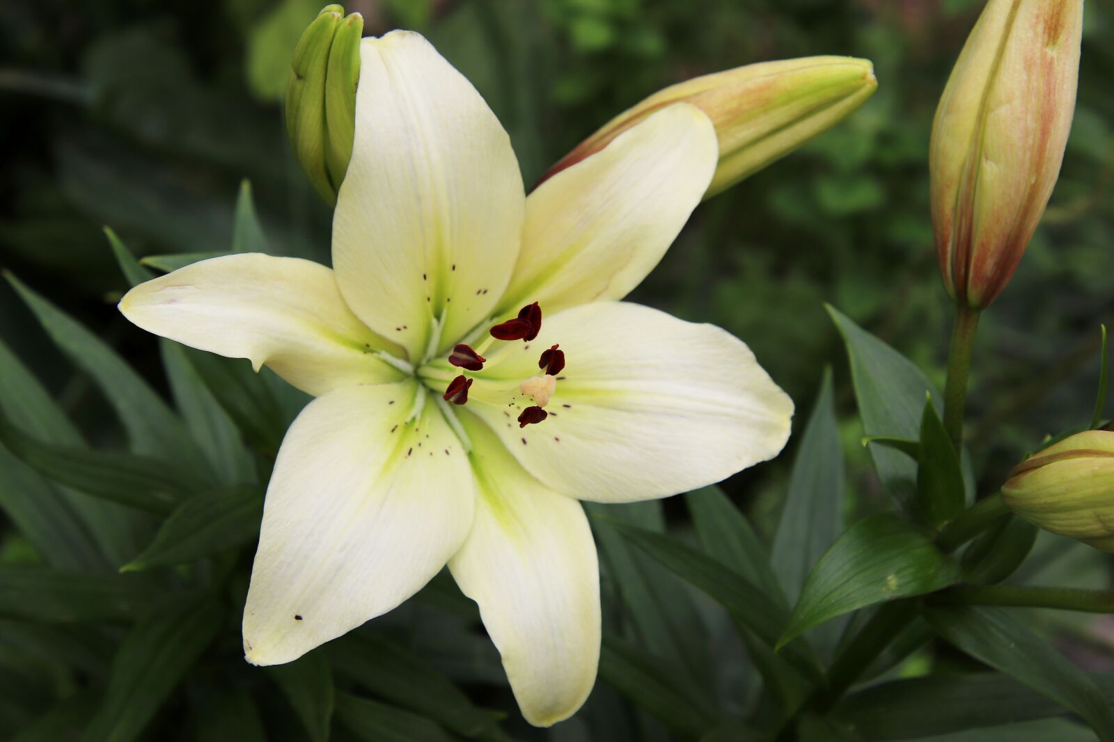 Canon EOS 800D (EOS Rebel T7i / EOS Kiss X9i) sample photo. Royal lily, lily, blossom photography