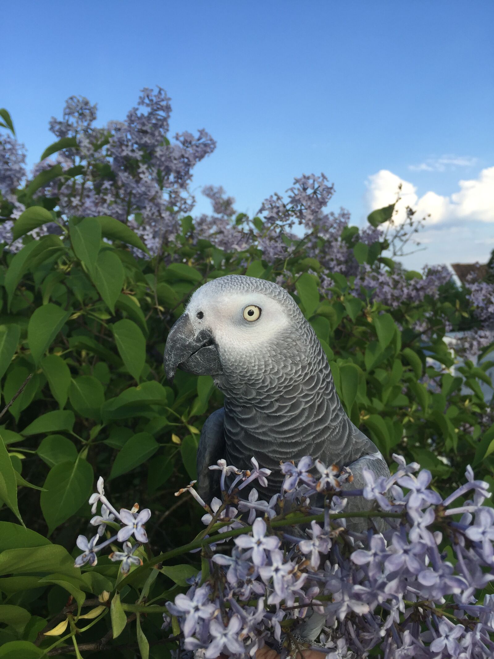 iPhone 6 Plus back camera 4.15mm f/2.2 sample photo. Parrot, african grey, bird photography