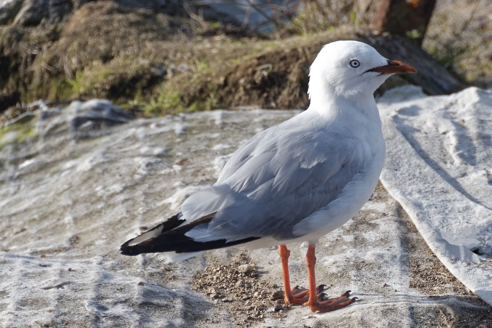 Nikon D500 sample photo. Bird, seagull, animal photography
