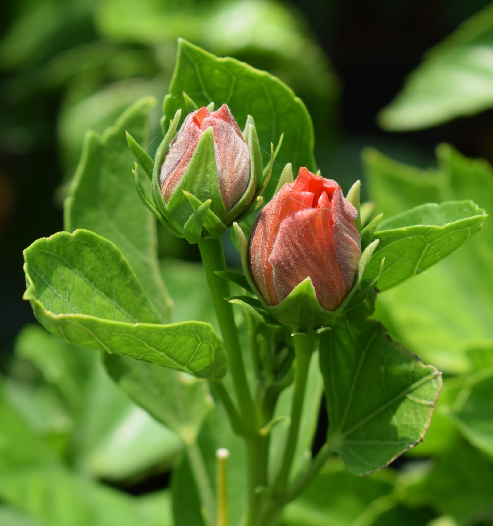 Nikon D5300 sample photo. Flowers, orange rose, plants photography