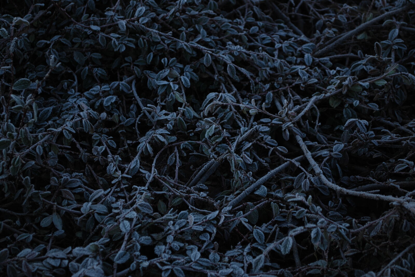 Nikon D60 sample photo. Blue, cold, freeze, garden photography