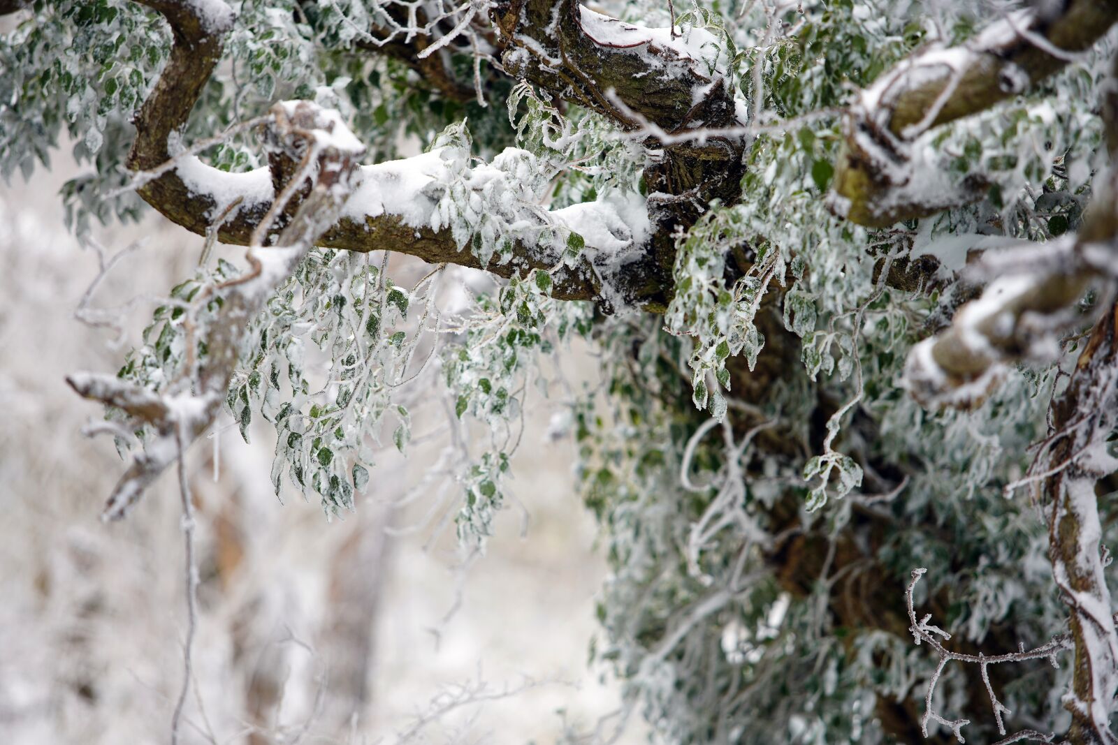 Canon EF 70-200mm F2.8L USM sample photo. Snow, white, winter photography