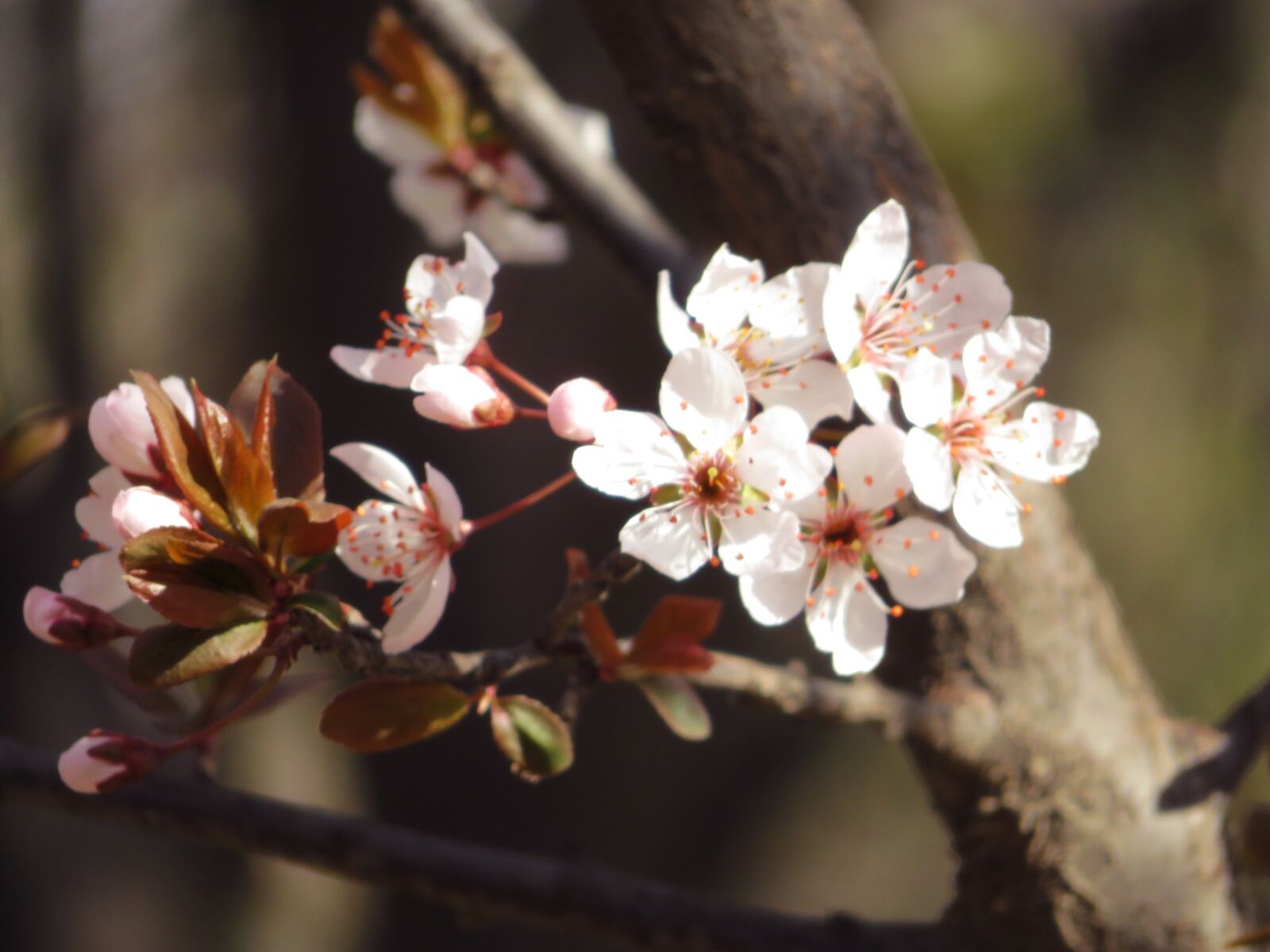 Canon PowerShot SX720 HS sample photo. Flower, bloom, spring photography