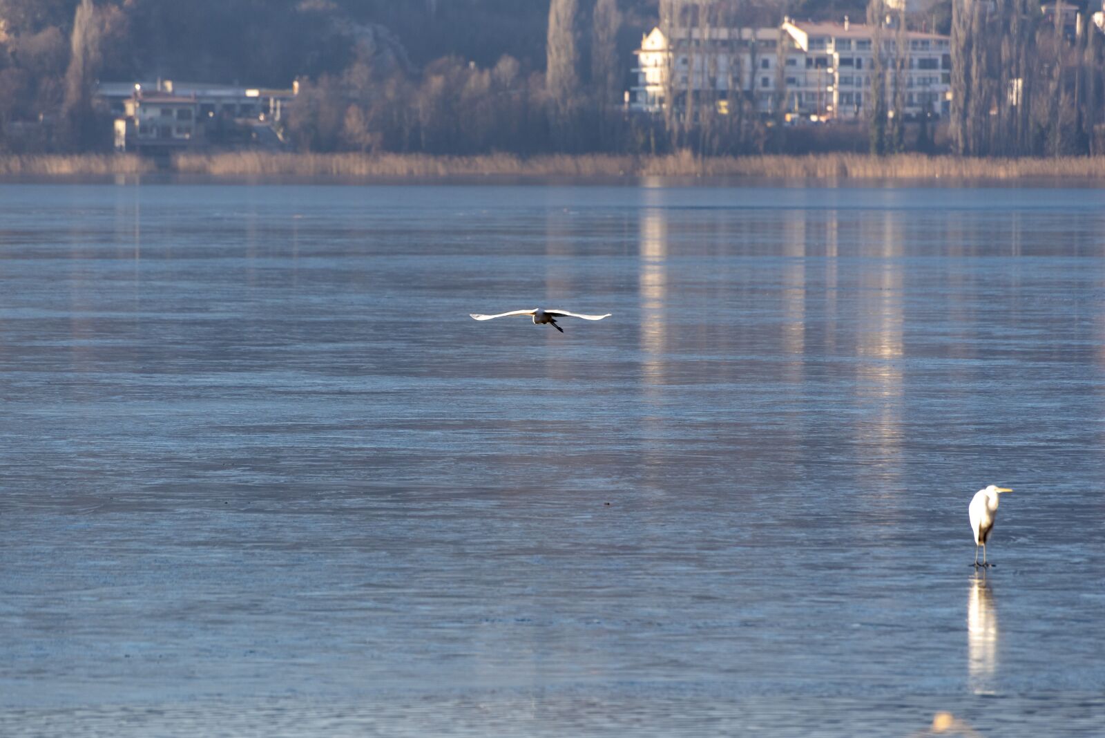Nikon D750 sample photo. Ice, frozen, birds photography