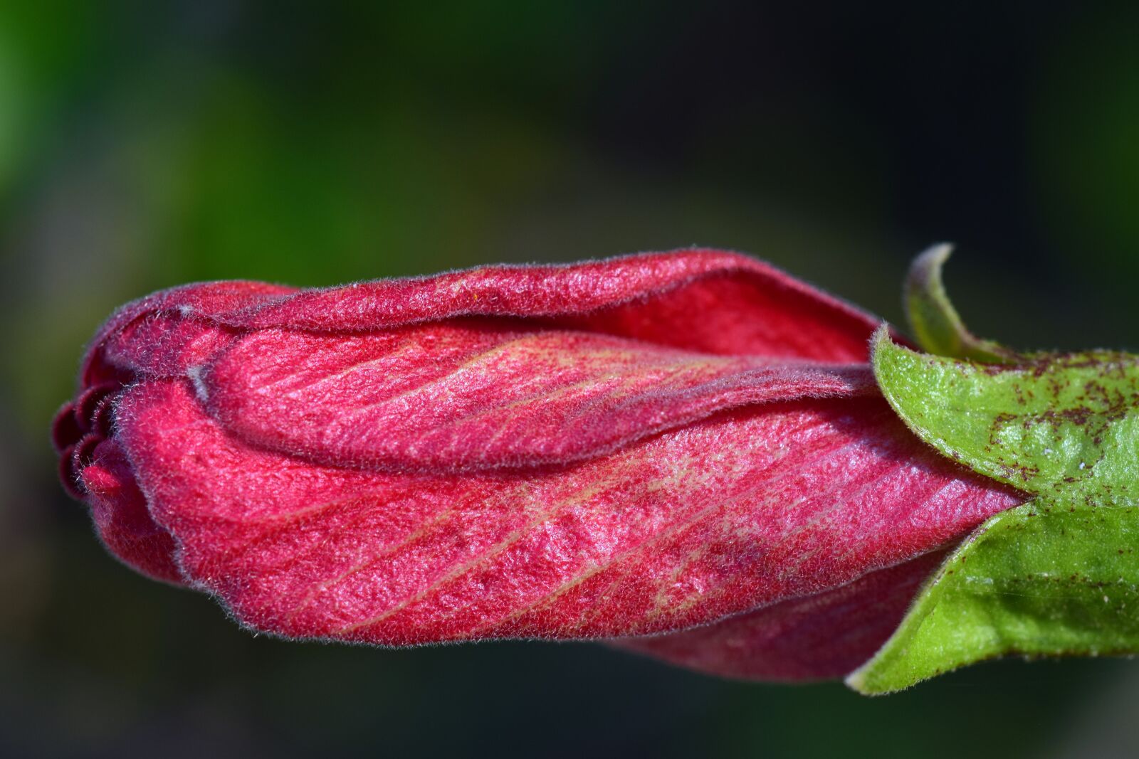 Nikon D3300 sample photo. Hibiscus, blossom, bloom photography
