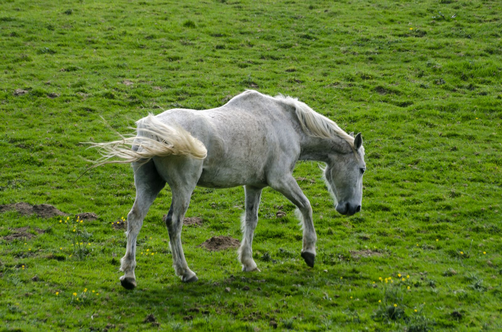 Nikon D7000 sample photo. Horse, white, nature photography