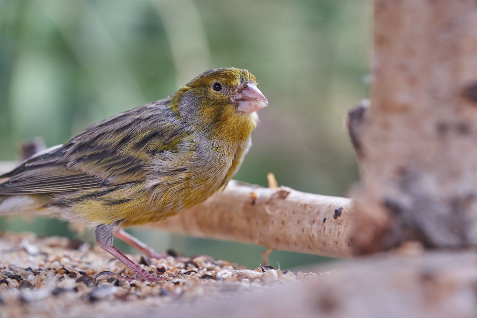 Sony FE 90mm F2.8 Macro G OSS sample photo. Bird, eat, treehouse photography