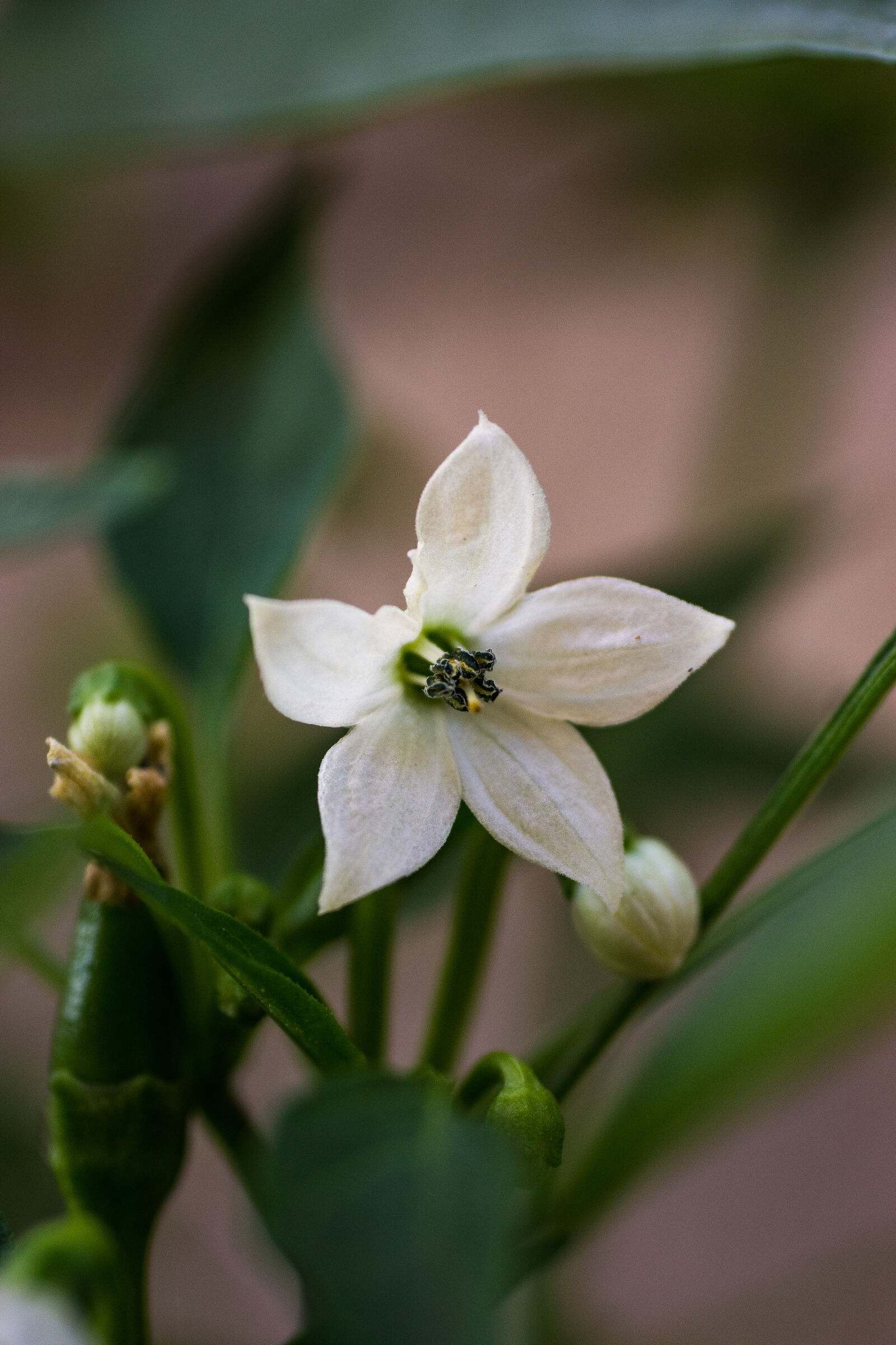 Sony SLT-A65 (SLT-A65V) + Minolta AF 50mm F3.5 Macro sample photo