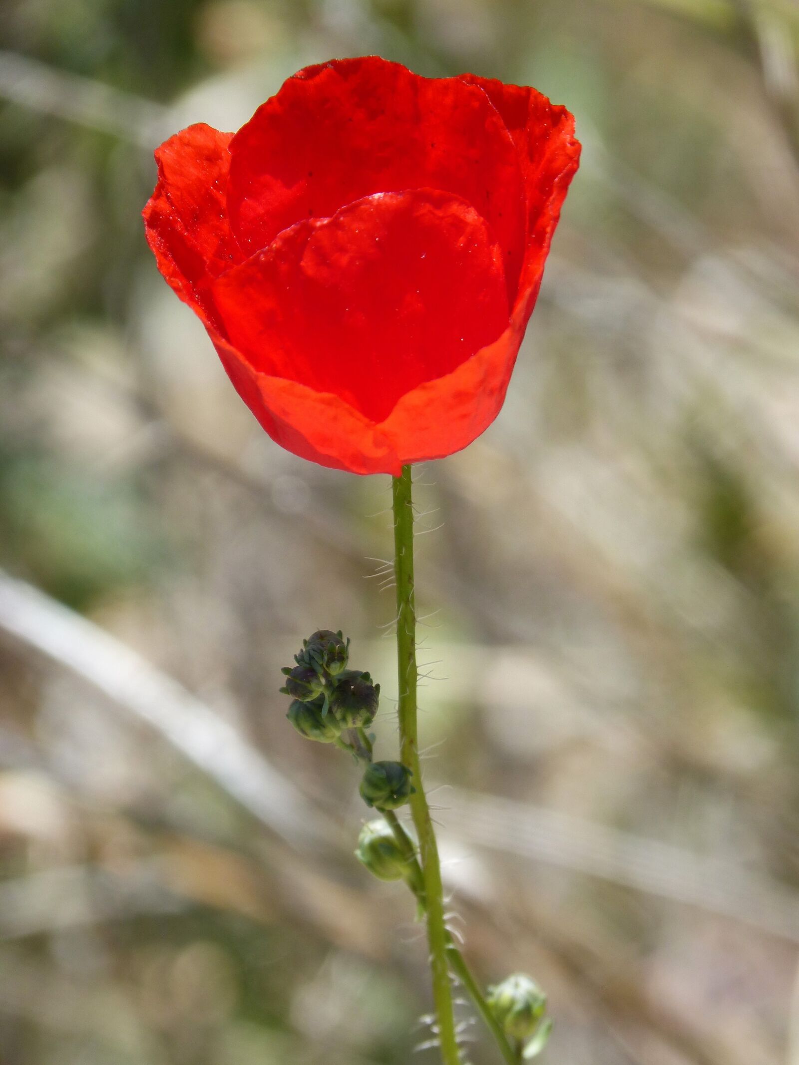 Panasonic DMC-FZ62 sample photo. Poppy, ababol, rosella photography