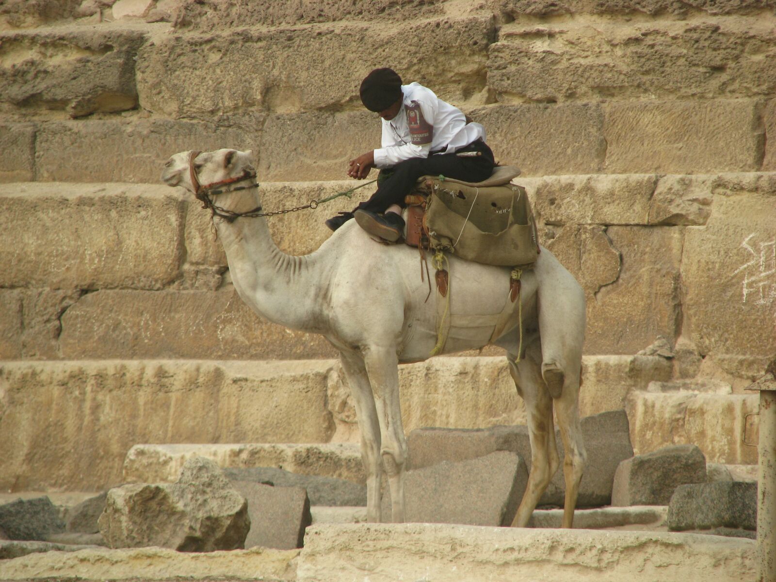Canon POWERSHOT S5 IS sample photo. Camel, sleep, guard photography