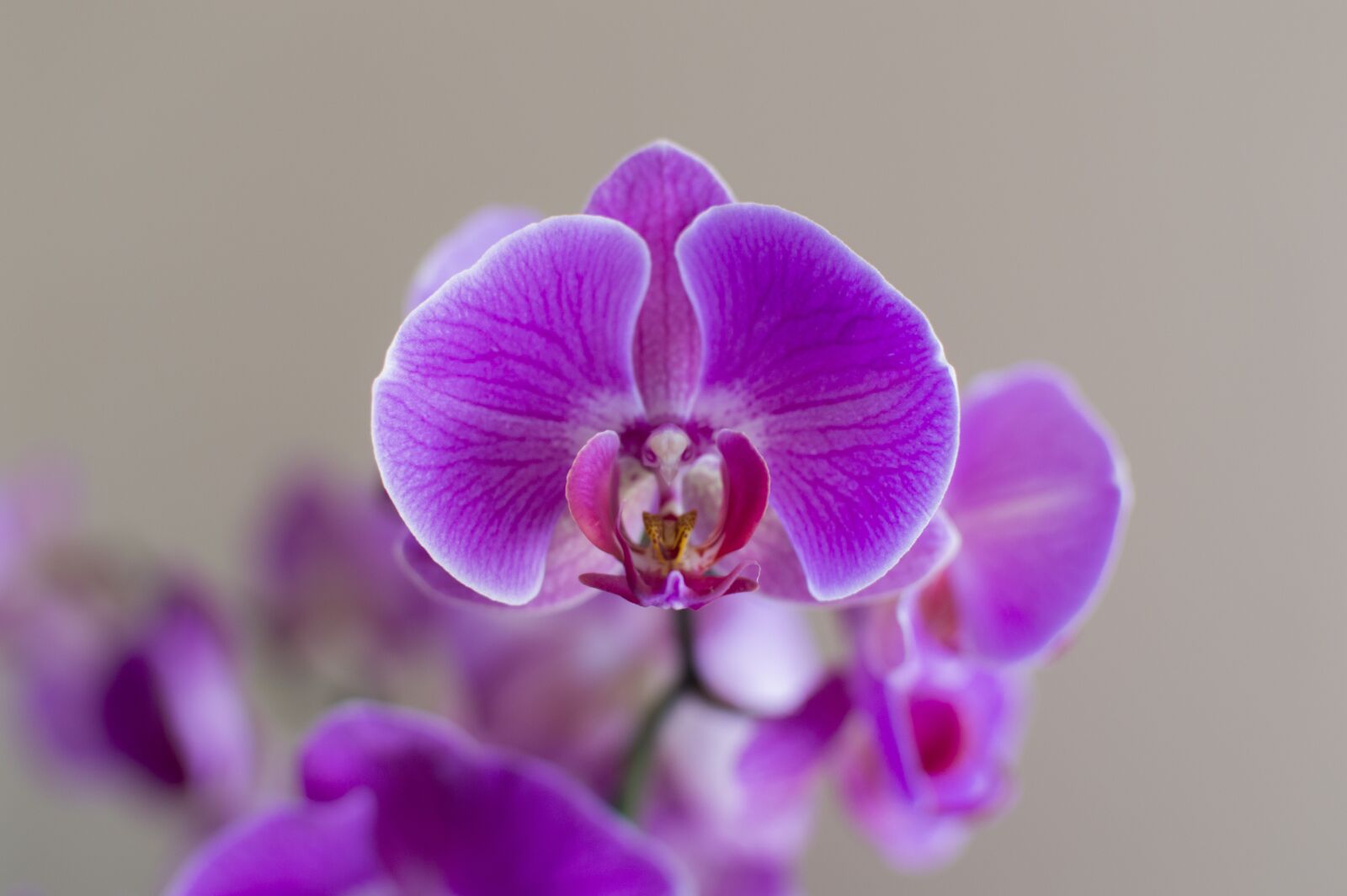 Nikon D3200 sample photo. Orchis, flower, plant photography