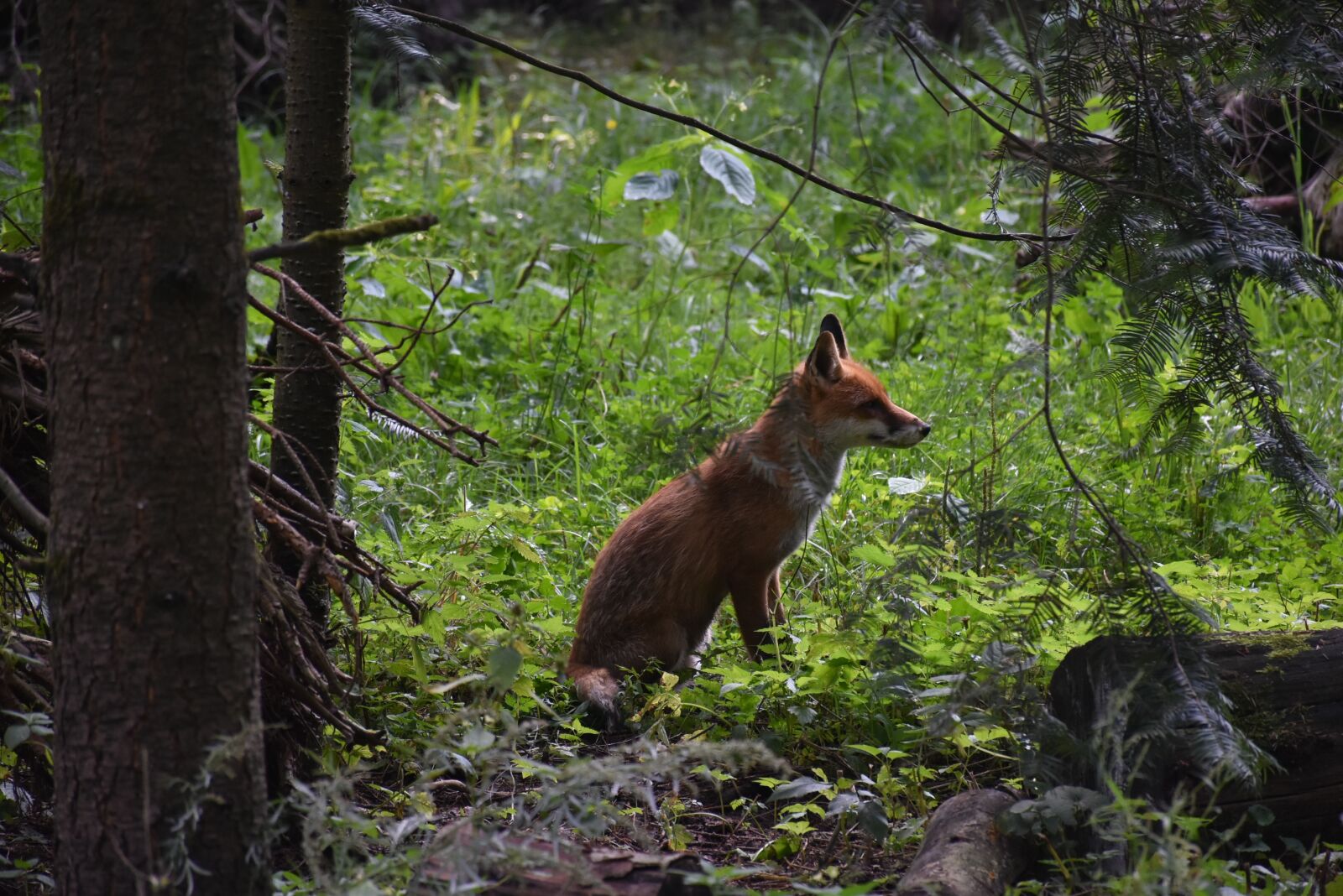 Nikon D7200 sample photo. Fox, nature, forest photography