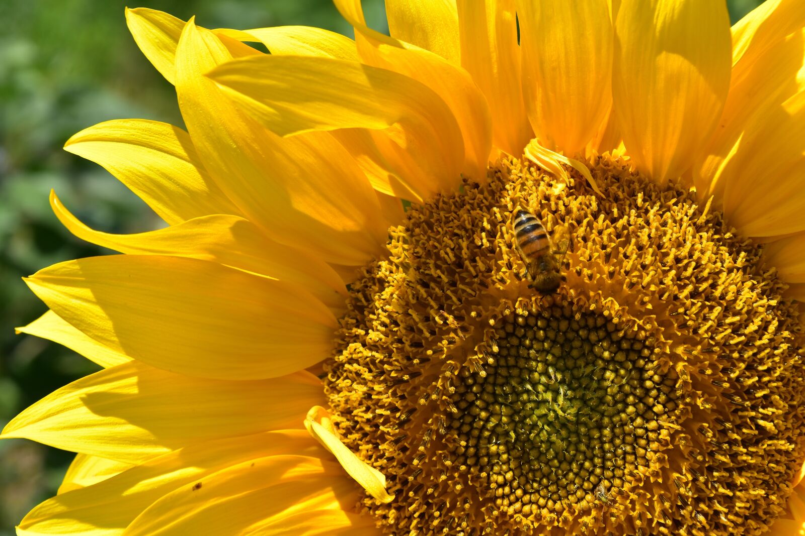 Nikon D7200 sample photo. Sunflower, summer, garden photography