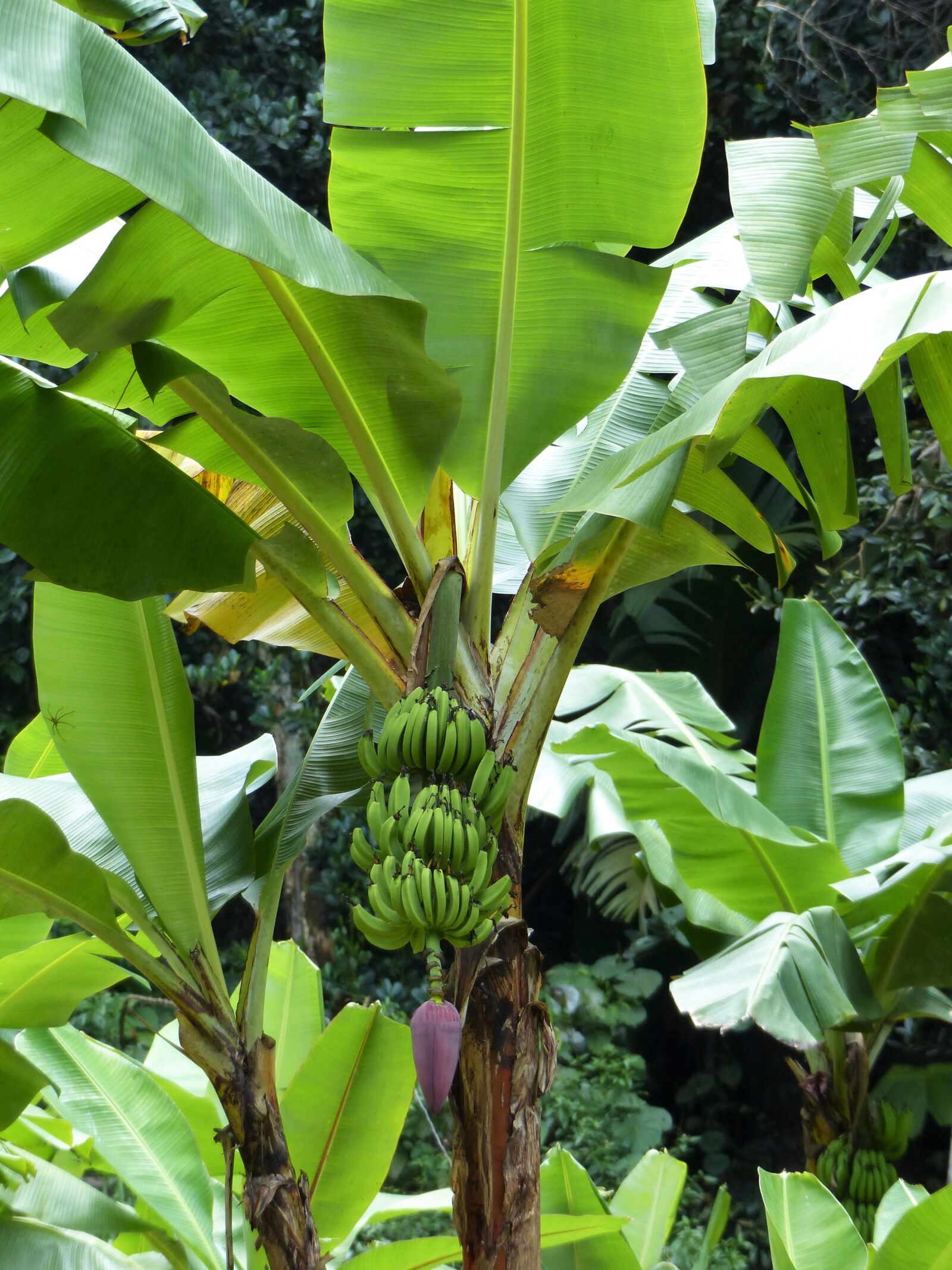 Panasonic Lumix DMC-FZ200 sample photo. Bananas, banana shrub, banana photography