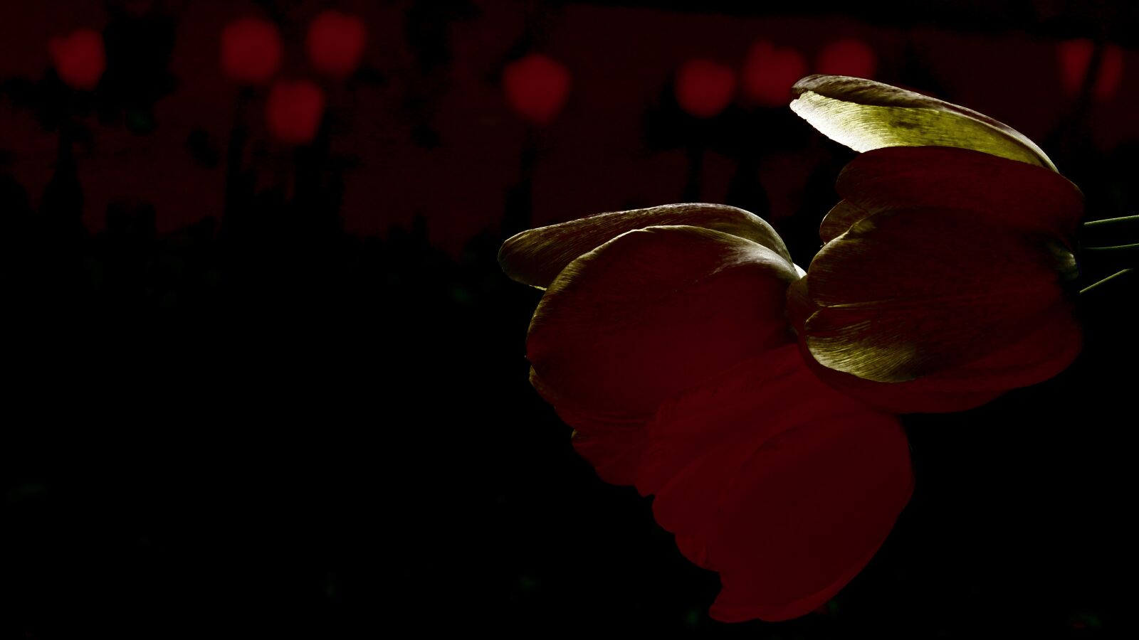 Canon PowerShot SX60 HS sample photo. Tulips, flowers, cut photography