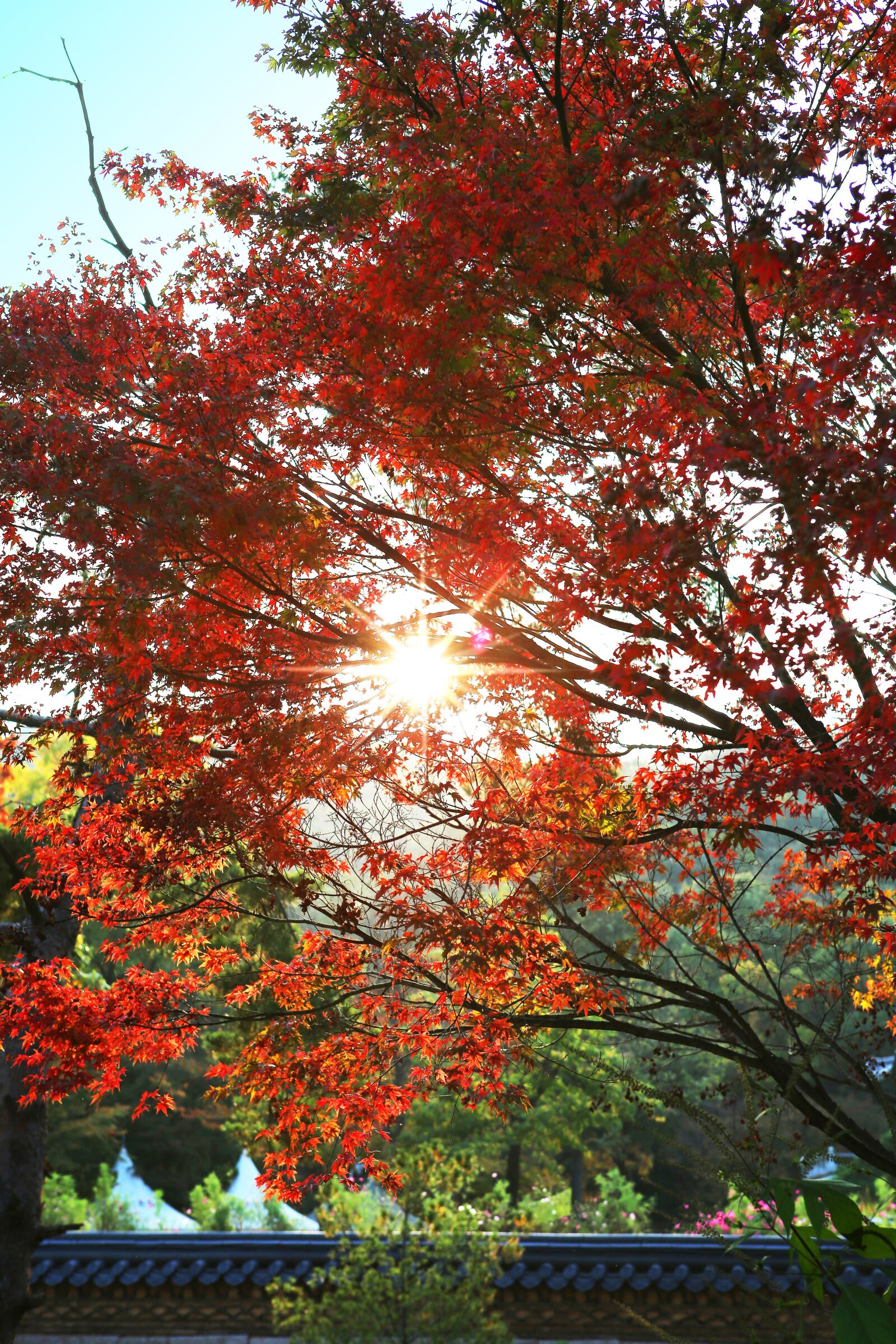 Canon EOS 5D Mark III sample photo. Autumn leaves, travel, temple photography