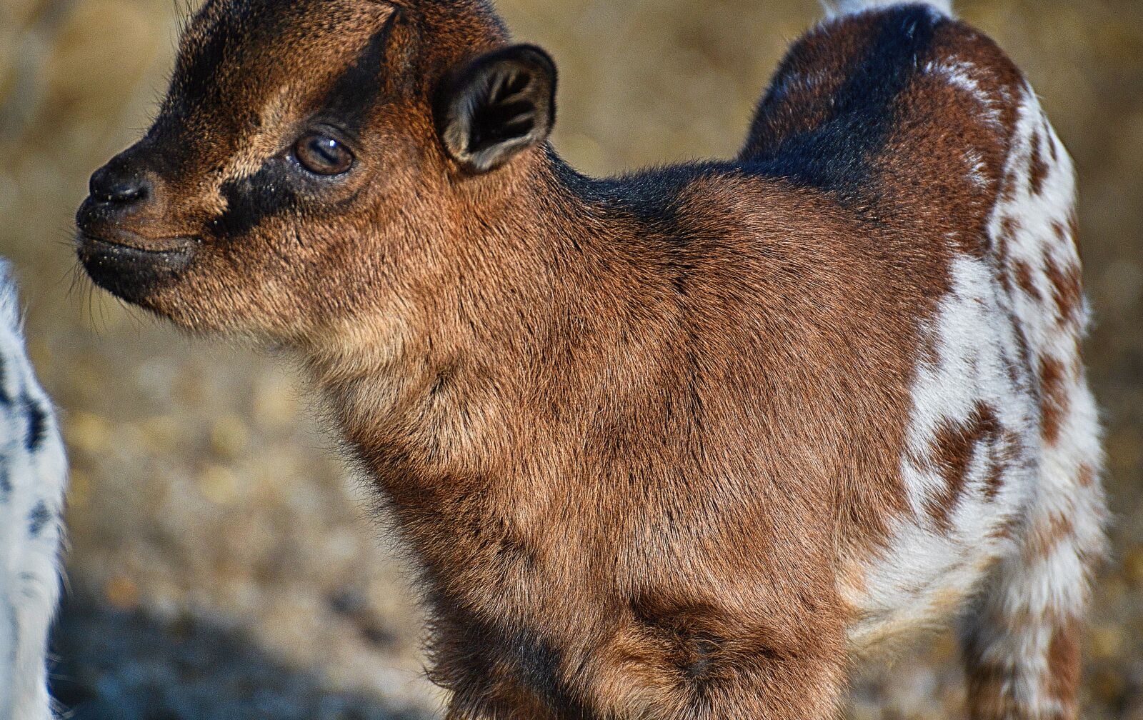 Nikon D3200 sample photo. Goat, young animals, playful photography