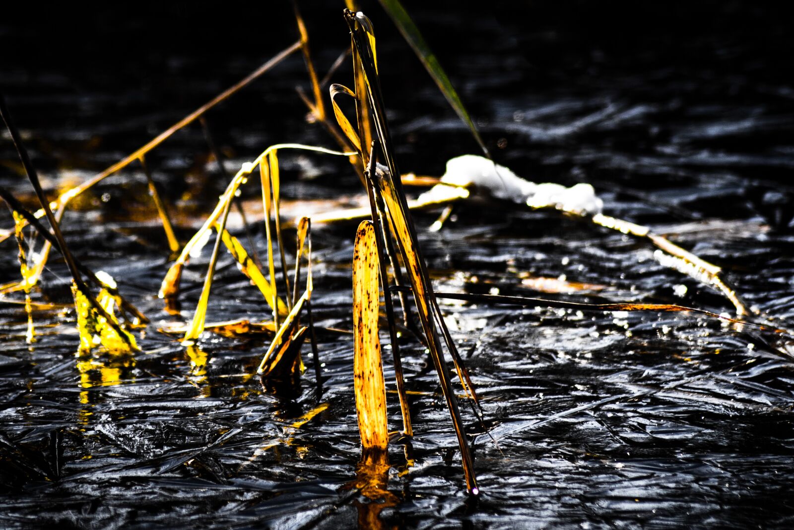 Sony SLT-A65 (SLT-A65V) sample photo. Reed, ice, pond photography