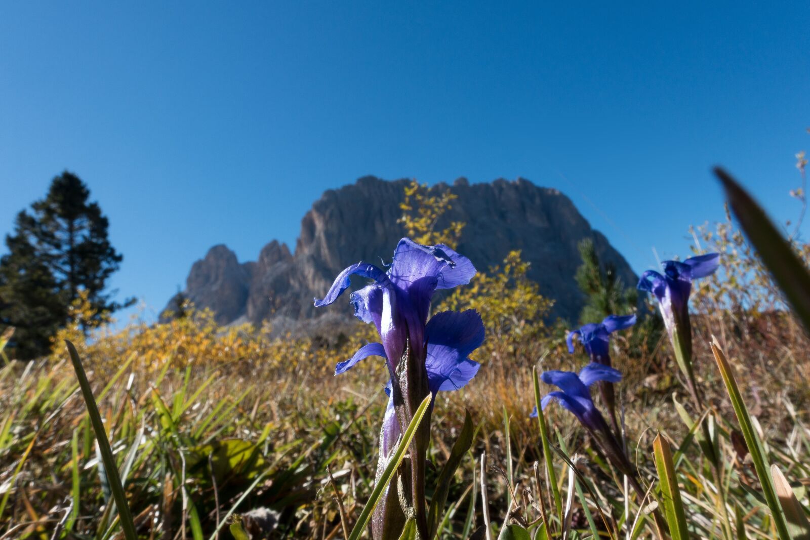 Sony Cyber-shot DSC-RX100 III sample photo. Gentian, gentiana, alpine photography