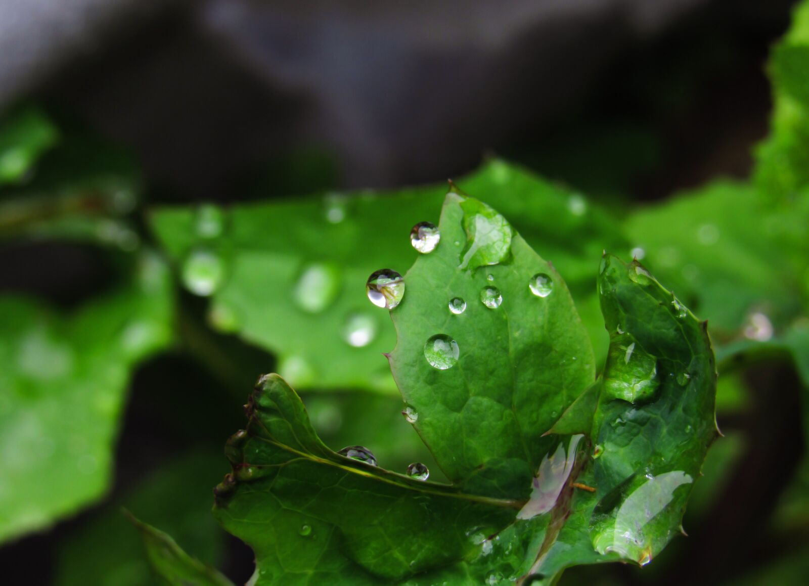 Canon PowerShot SX530 HS sample photo. Drops, raindrops, rain photography