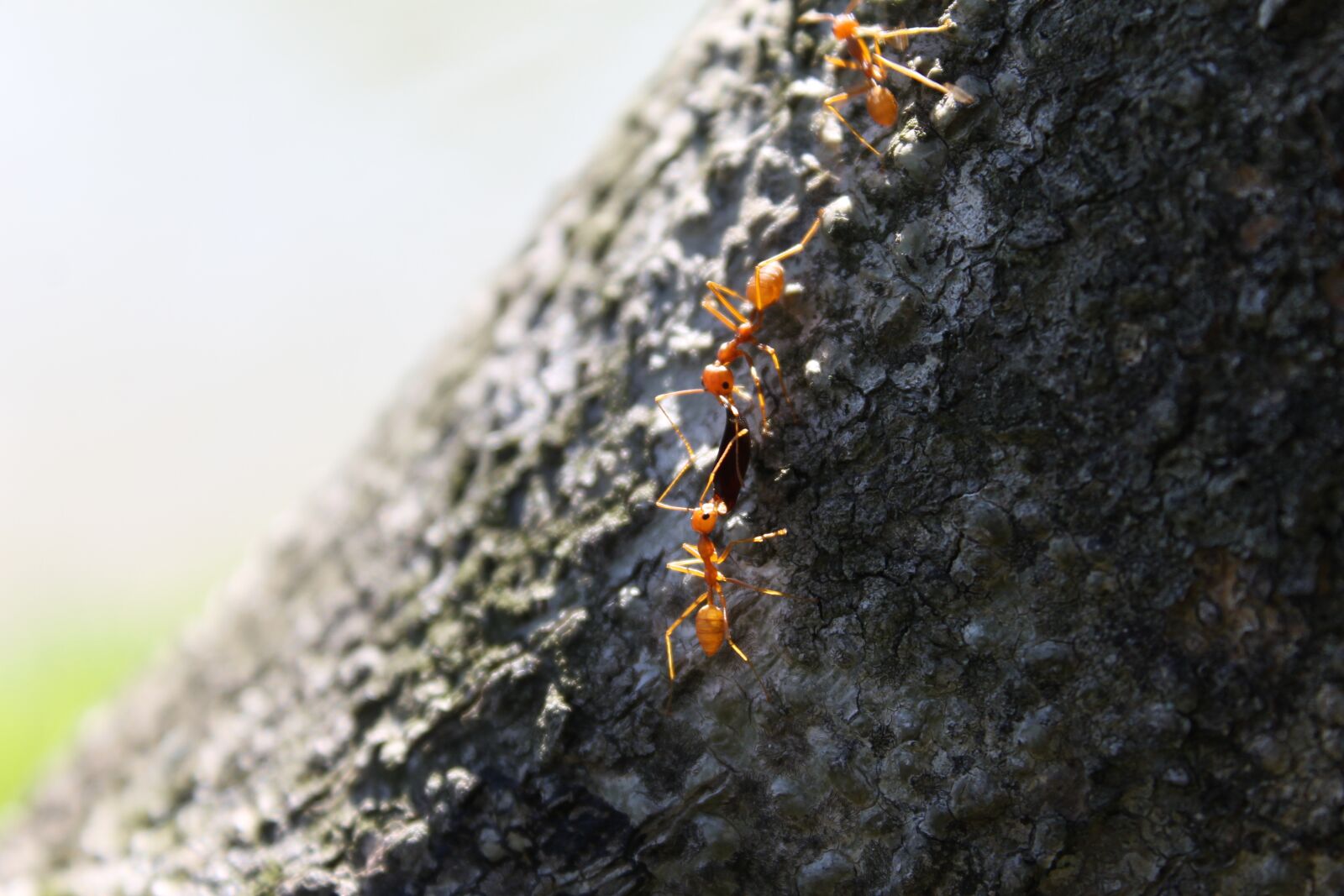 Canon EOS 1100D (EOS Rebel T3 / EOS Kiss X50) sample photo. Ant, tree, sharing photography