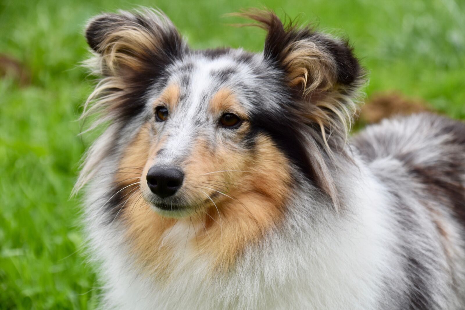 Nikon D5600 sample photo. Dog, bitch shetland sheepdog photography