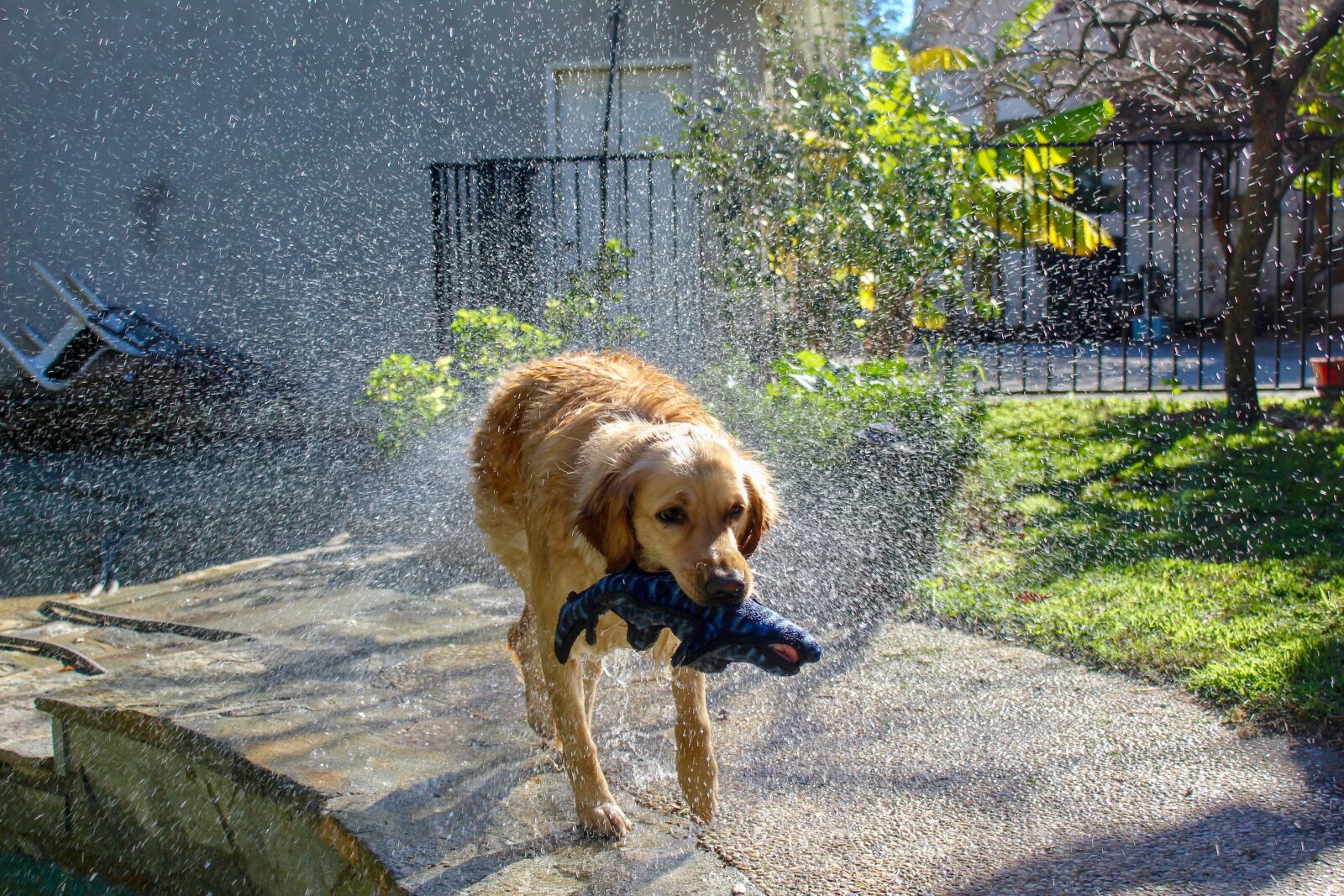 Canon EOS 1300D (EOS Rebel T6 / EOS Kiss X80) sample photo. Golden, retriever, dog photography