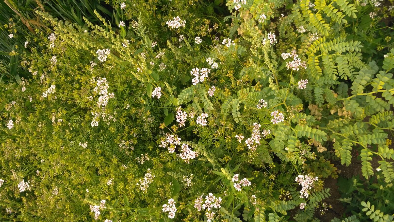 Xiaomi Redmi 3S sample photo. Flower, green, nature photography